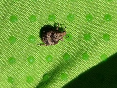 Pseudocneorhinus bifasciatus