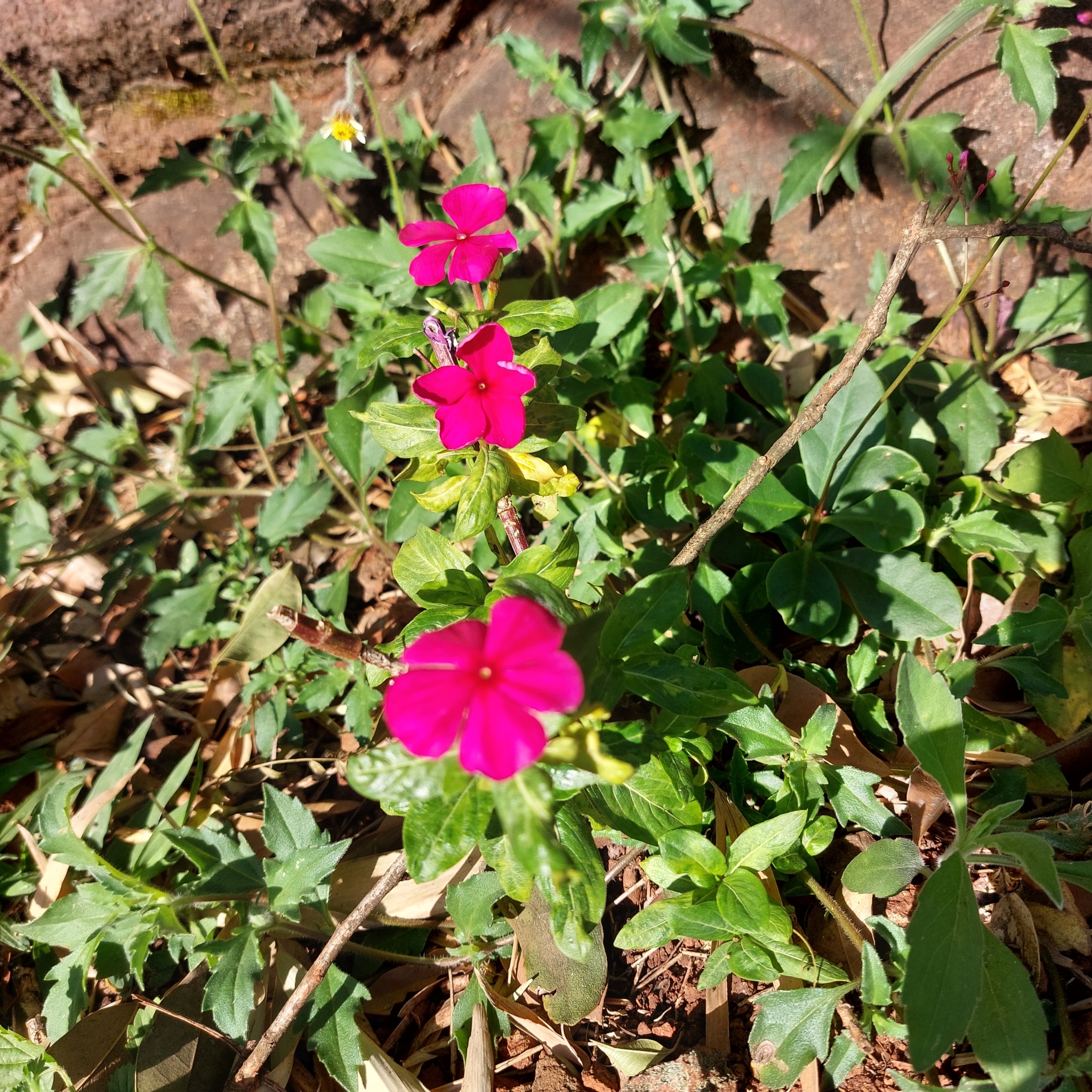 Catharanthus roseus