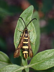 Penstemonia clarkei