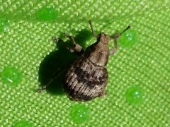 Pseudocneorhinus bifasciatus