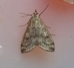 Udea nebulalis