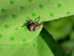 Pseudocneorhinus bifasciatus