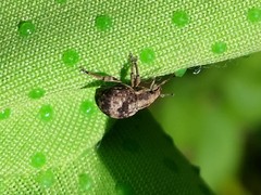 Pseudocneorhinus bifasciatus