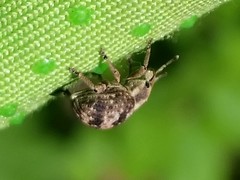 Pseudocneorhinus bifasciatus