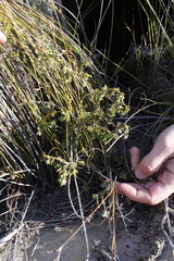 Lachnaea pudens