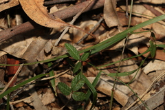 Desmodium varians