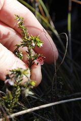 Lachnaea pudens