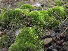 Bryum blandum