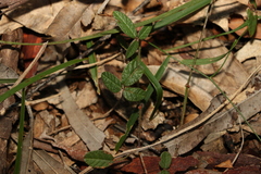 Desmodium varians