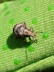 Pseudocneorhinus bifasciatus