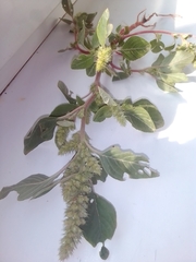 Amaranthus retroflexus