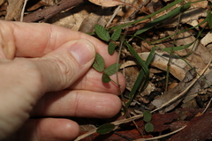 Desmodium varians