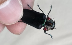 Belionota prasina