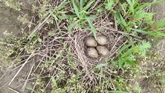 Saundersilarus saundersi