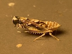 Scaphoideus incisus