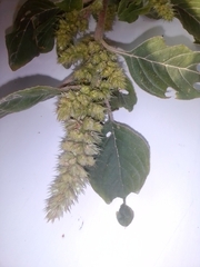 Amaranthus retroflexus