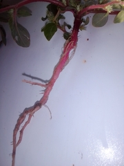 Amaranthus retroflexus
