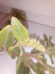 Amaranthus retroflexus
