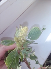 Amaranthus retroflexus
