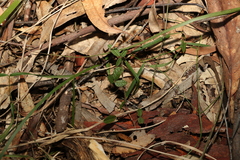 Desmodium varians