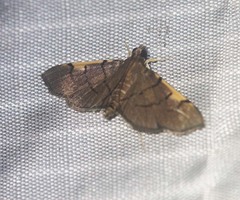 Omiodes dispilotalis