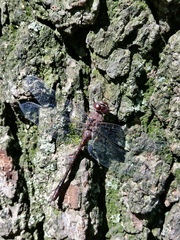 Gomphaeschna antilope