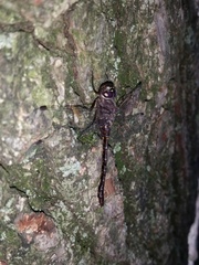 Gomphaeschna antilope