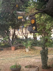 Corythaixoides concolor bechuanae