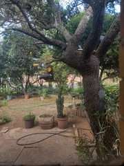 Corythaixoides concolor bechuanae