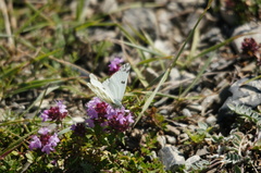 Pontia chloridice