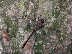 Gomphaeschna antilope