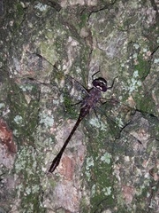 Gomphaeschna antilope