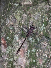 Gomphaeschna antilope