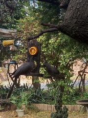 Corythaixoides concolor bechuanae