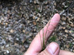 Aristida caput-medusae