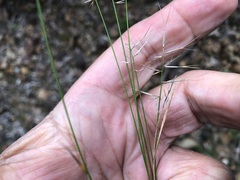 Aristida caput-medusae
