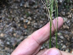 Aristida caput-medusae