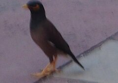 Acridotheres tristis