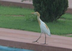 Bubulcus ibis