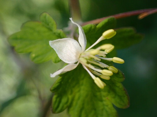Image of Thalictrum sparsiflorum by (c) Cricket Raspet, some rights reserved (CC BY)