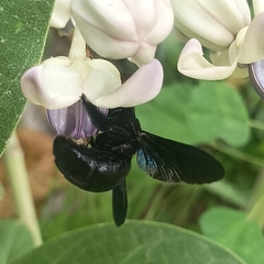 Xylocopa fenestrata