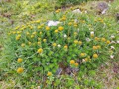 Rhodiola stephanii