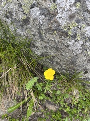 Ranunculus nivalis