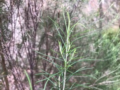 Cassinia laevis