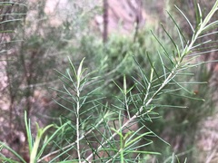 Cassinia laevis