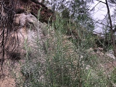 Cassinia laevis