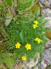 Potentilla biflora