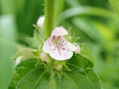 Stachys aspera hispidula