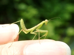 Hierodula patellifera patellifera