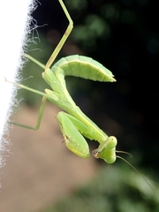 Hierodula patellifera patellifera